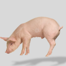 Porc surgelé