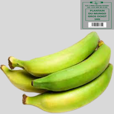 PLANTAIN DU MUNGO : GROS DOIGT