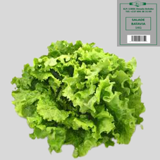 SALADE BATAVIA : 1kg