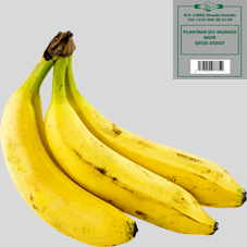 PLANTAIN DU MUNGO MUR : GROS DOIGT