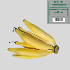 PLANTAIN DU MUNGO MUR : PETIT DOIGT